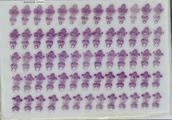 Media type: image;   Special Collections 1908 Description: slide B;